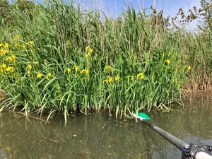 2025-05-16-roeien-op-de-bernisse-2