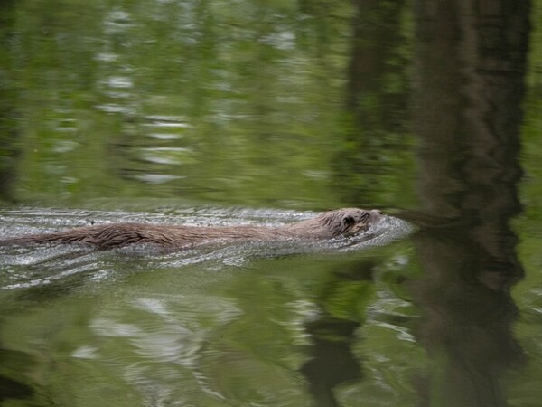 2026-06-27-bever-gespot
